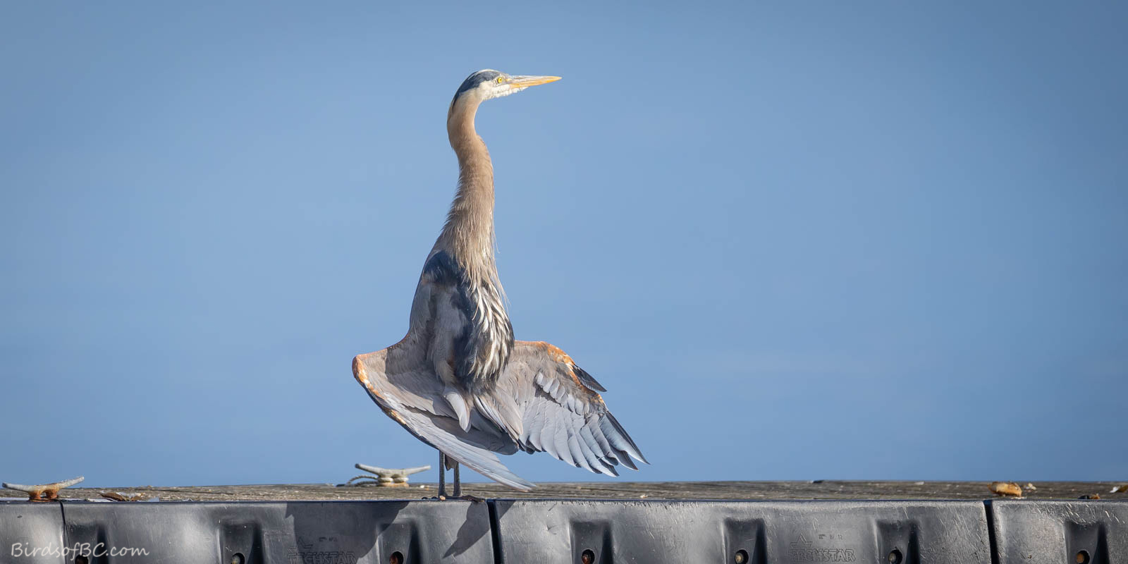 IMAGE: https://birdsofbc.com/wp-content/uploads/2022/07/heronsunok.jpg