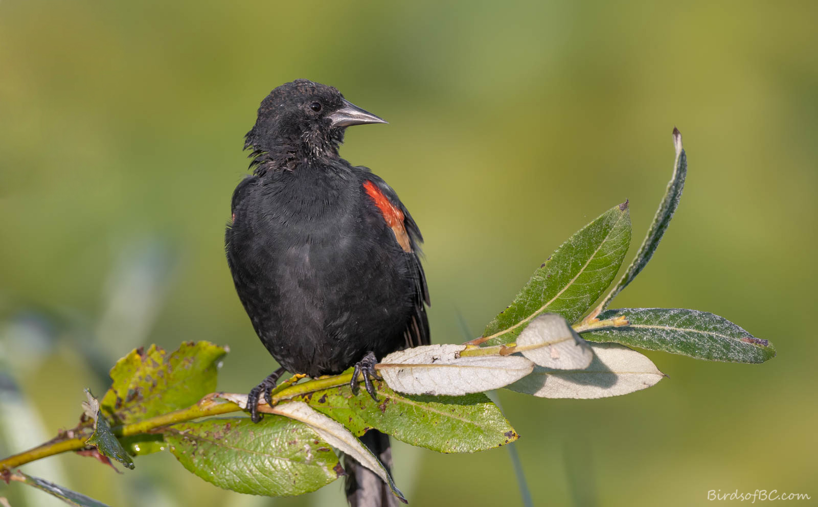 IMAGE: https://birdsofbc.com/wp-content/uploads/2022/08/blackbirdmaskedok.jpg