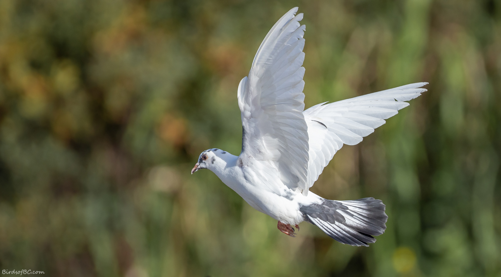IMAGE: https://birdsofbc.com/wp-content/uploads/2022/08/newpideon2ok.jpg