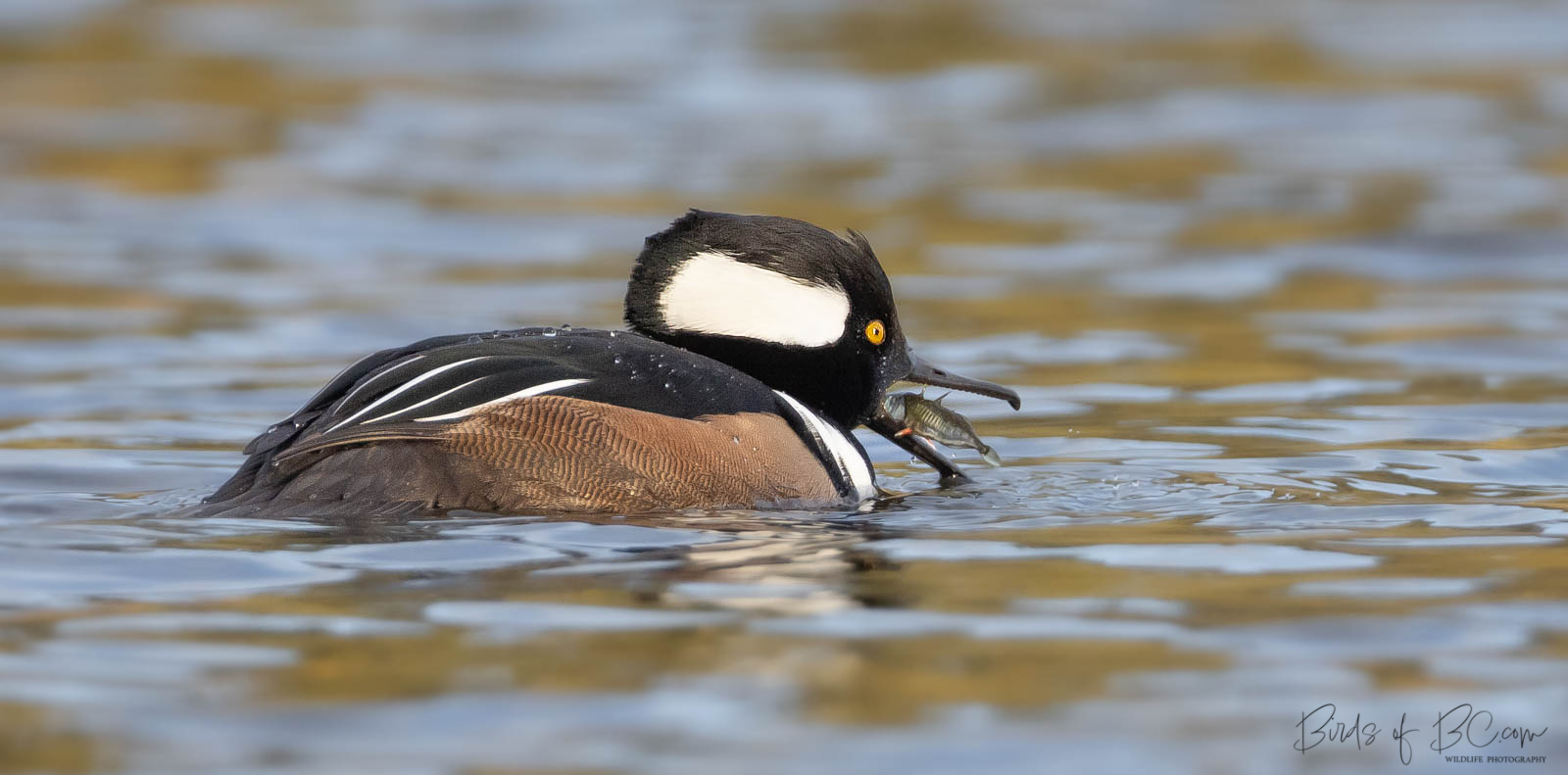 IMAGE: https://birdsofbc.com/wp-content/uploads/2022/11/fishmerganserok.jpg