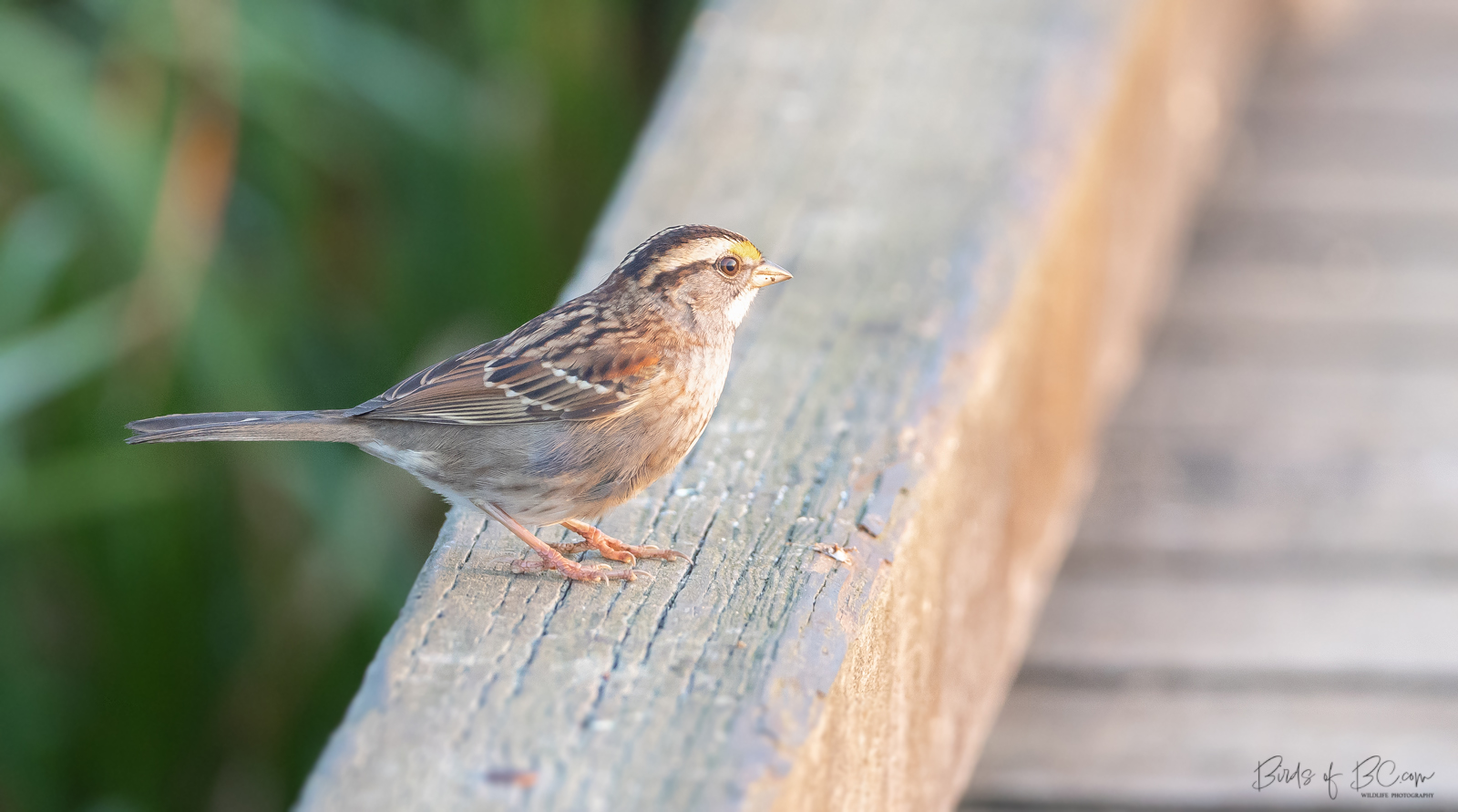 IMAGE: https://birdsofbc.com/wp-content/uploads/2022/11/whitethroat-0536ok.jpg