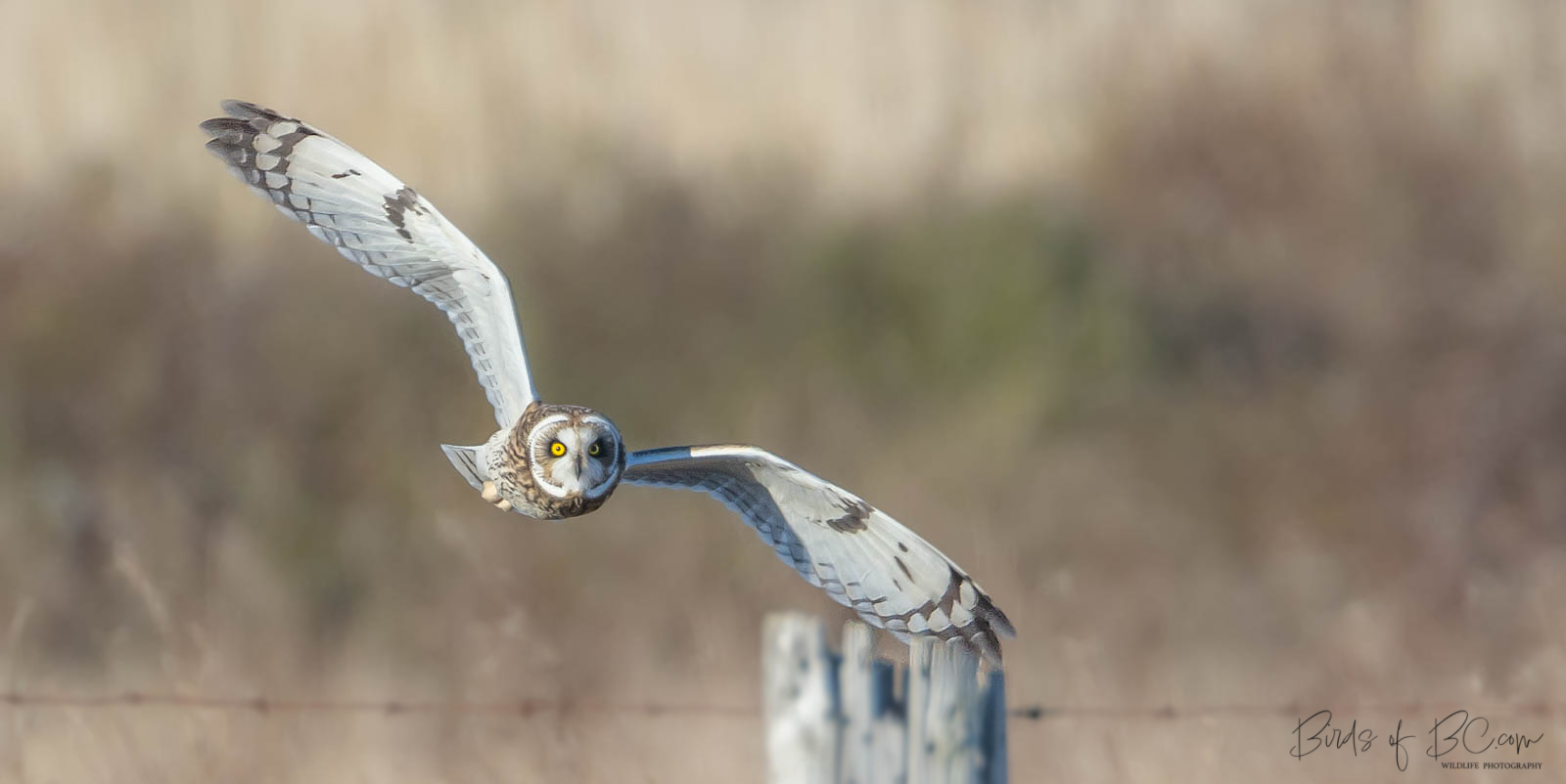 IMAGE: https://birdsofbc.com/wp-content/uploads/2022/12/owlfence1ok.jpg
