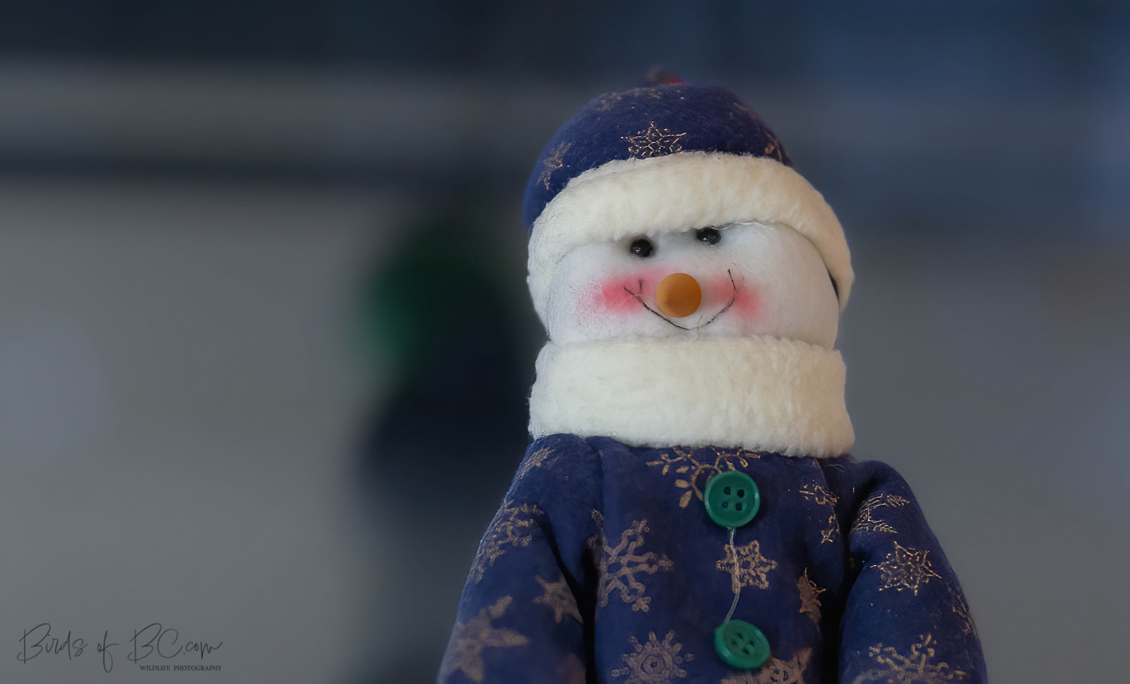 IMAGE: https://birdsofbc.com/wp-content/uploads/2022/12/windowguy1ok2.jpg