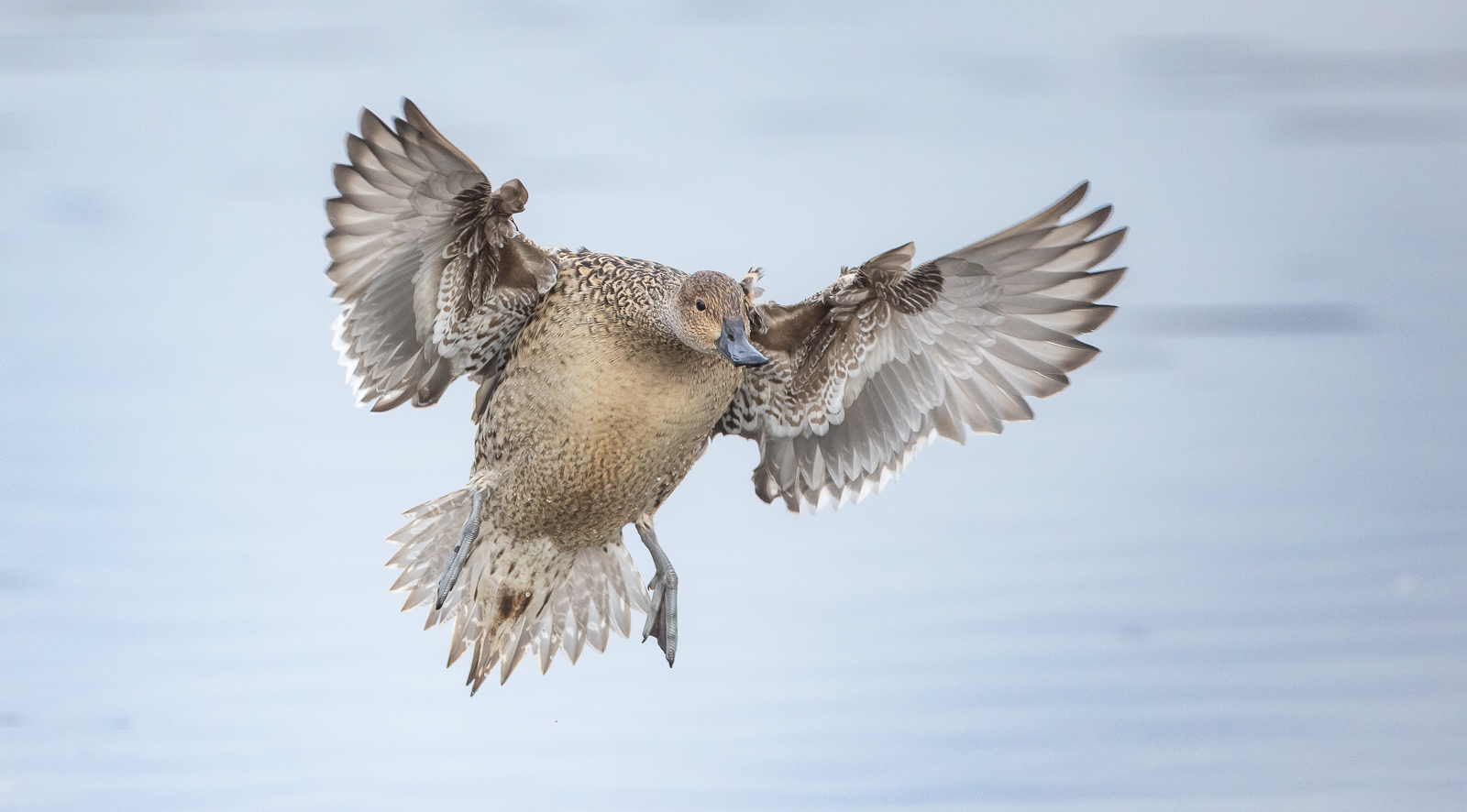 IMAGE: https://birdsofbc.com/wp-content/uploads/2023/03/femalemalland.jpg