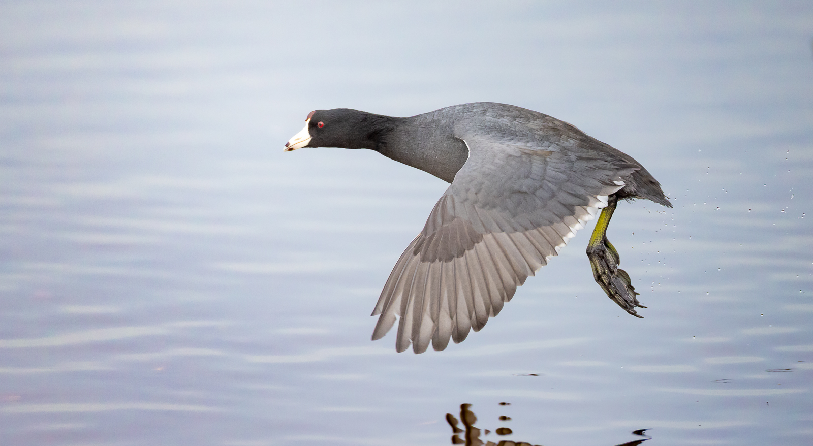 IMAGE: https://birdsofbc.com/wp-content/uploads/2023/03/flycoot1.jpg
