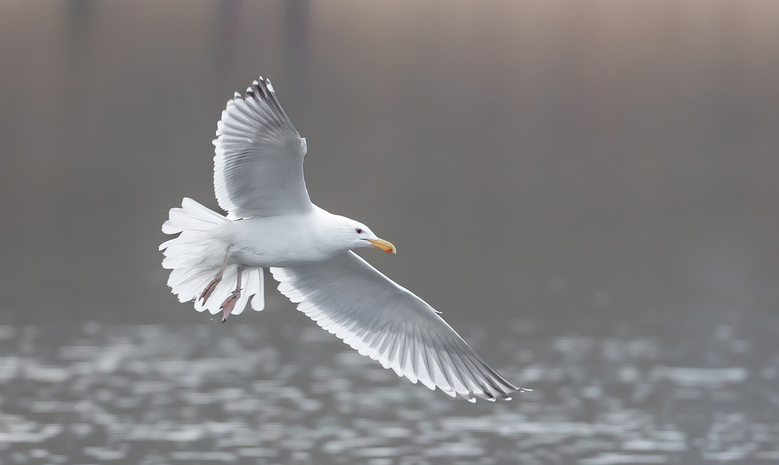 IMAGE: https://birdsofbc.com/wp-content/uploads/2023/03/testnoise2ok.jpg