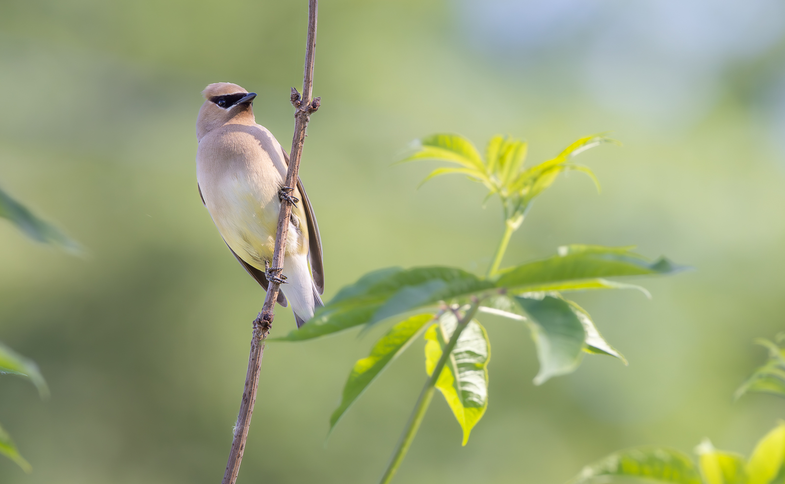IMAGE: https://birdsofbc.com/wp-content/uploads/2023/06/waxwing10.jpg